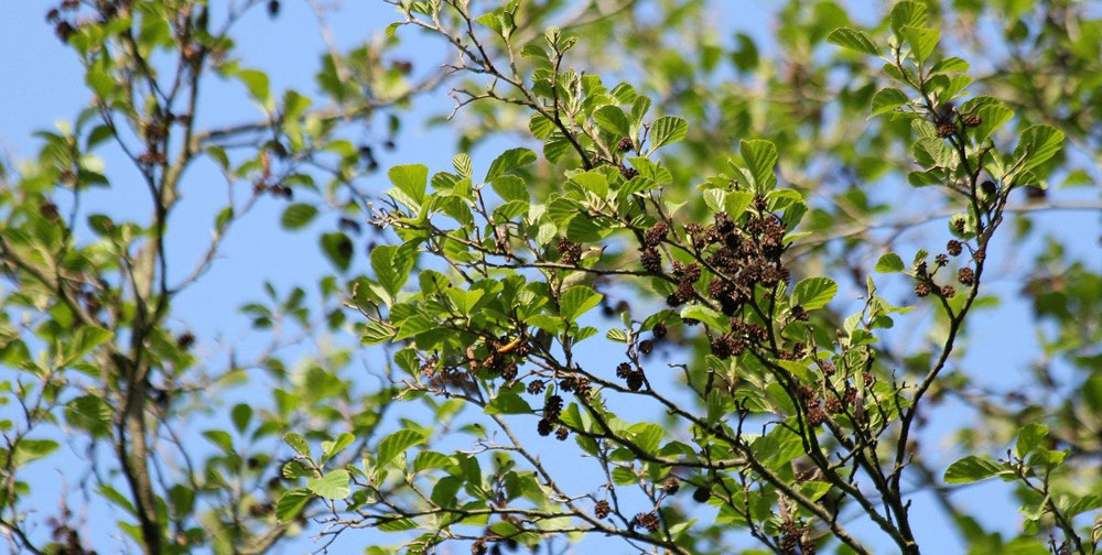 Alder tree meaning Celtic tree meaning