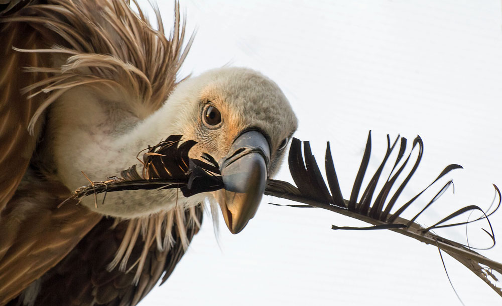 Bird omens and bird messages