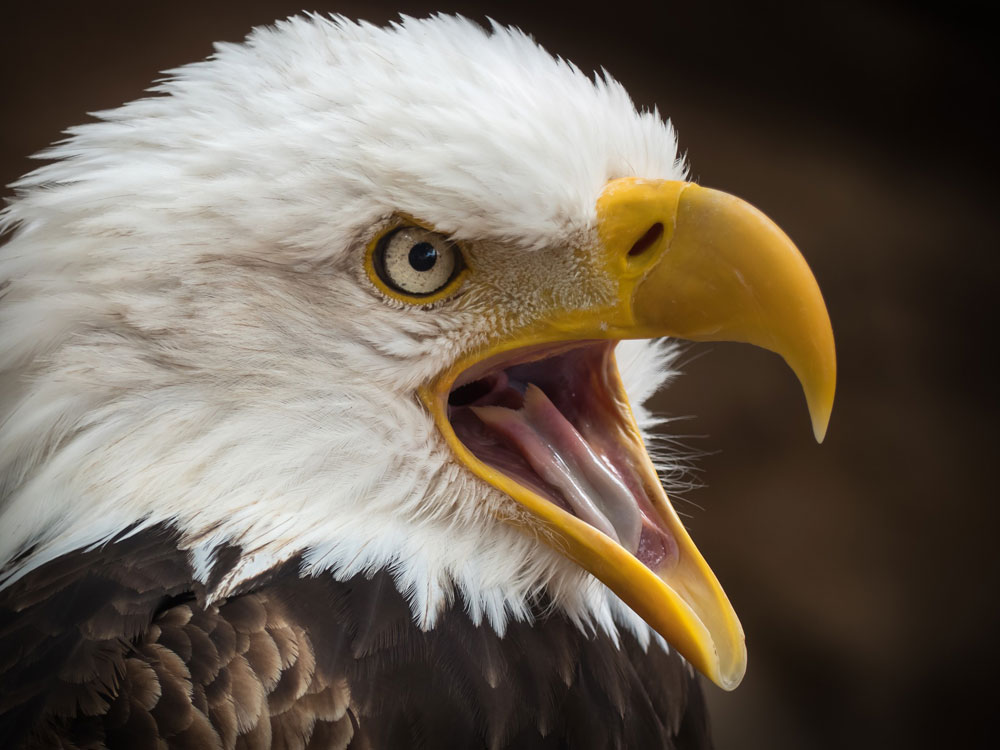 Bird omens and bird meaning