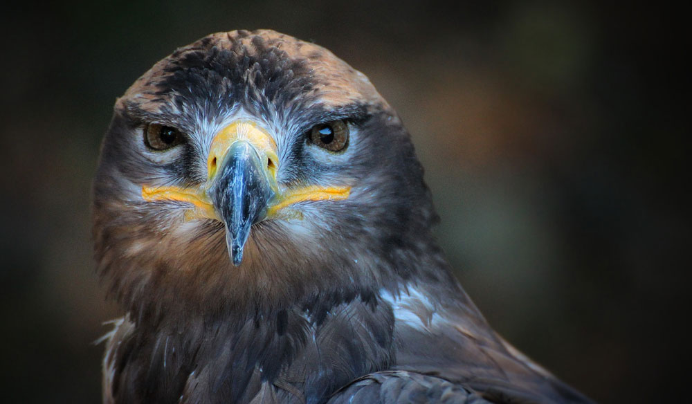 Bird omens and bird messages