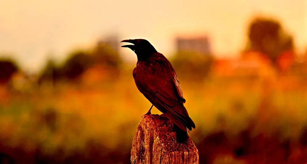 Bird omens and bird messages