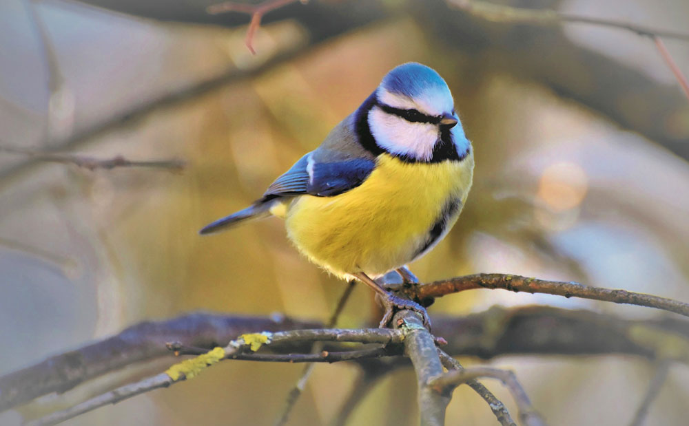 Bird omens and bird meanings