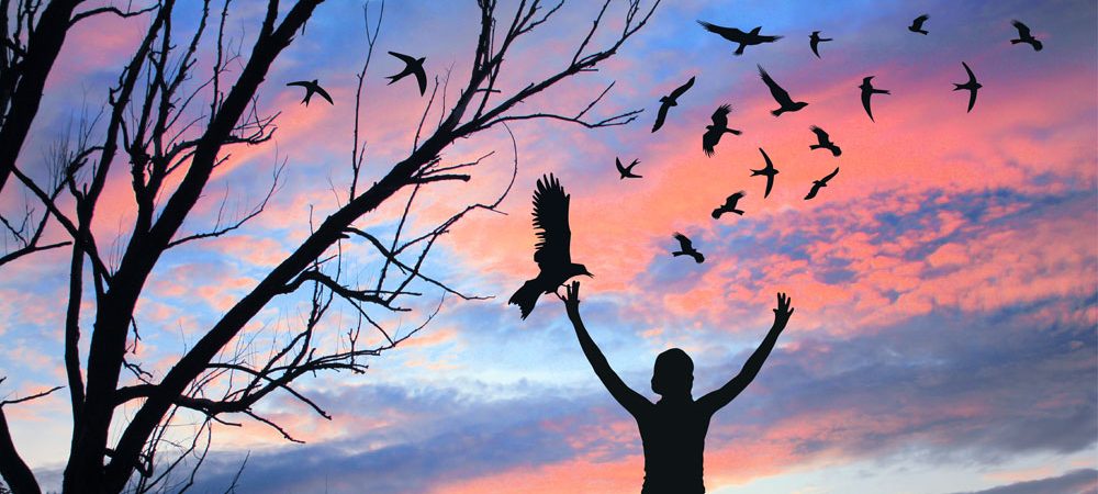Bird omens and bird messages