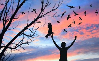 Bird omens and bird messages