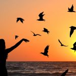 Bird omens and bird meanings