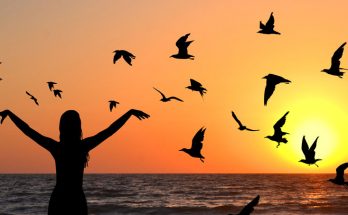 Bird omens and bird meanings