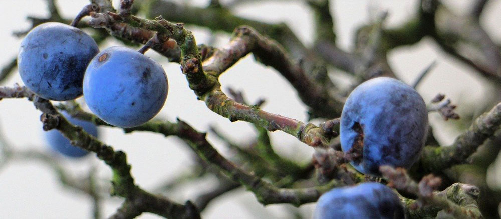 Celtic meaning of blackthorn