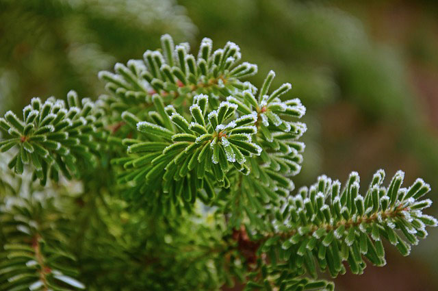 Celtic Meaning of Fir Tree