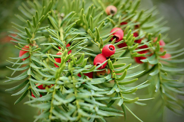 Yew meaning in Celtic Ogham