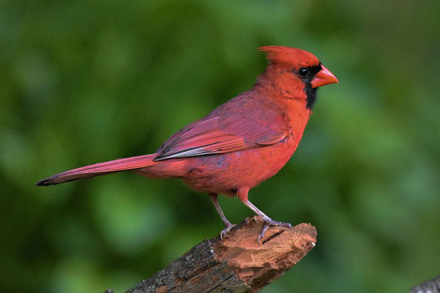 Symbolic cardinal meaning