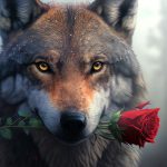 Valentine's Day Meaning and Wolf Messages