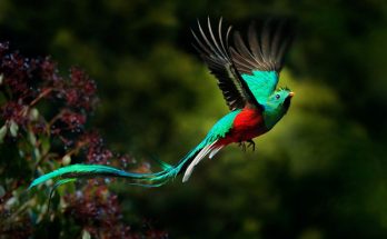 Nagual Oracles and Aztec Animal Meanings