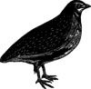 Nagual Oracles and Aztec Animal Meanings