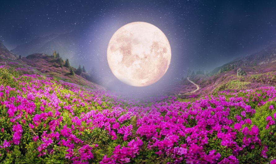 Pink Moon Meaning: Full Moon of April