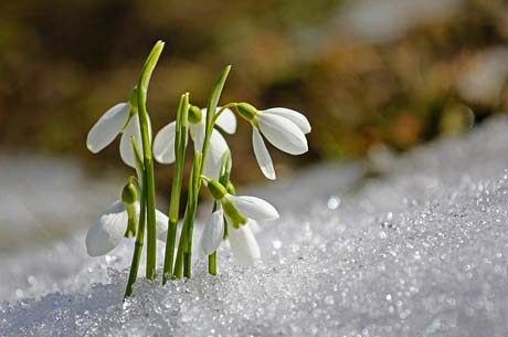 Signs of Spring and Symbolism of Spring