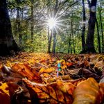 Autumn Zodiac Signs, Astrology and the Seasons