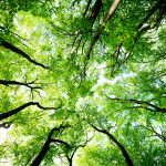 Meaning of Arbor Day and Ways to Celebrate Trees