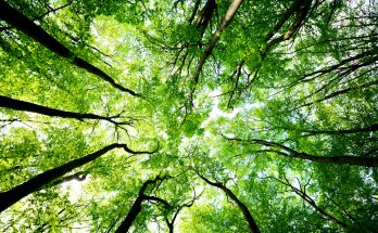 Meaning of Arbor Day and Ways to Celebrate Trees