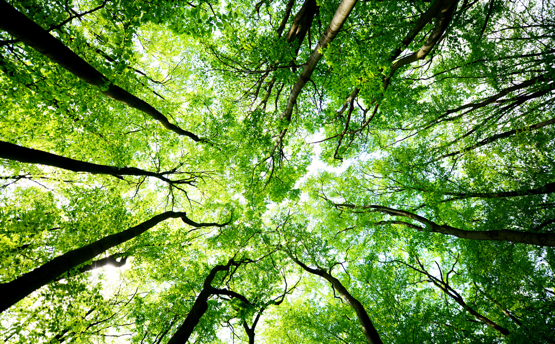 Meaning of Arbor Day and Ways to Celebrate Trees