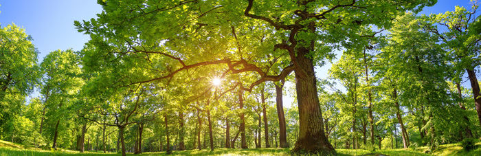 Meaning of Arbor Day and Ways to Celebrate Trees