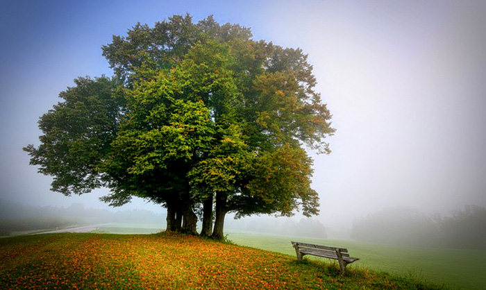 Meaning of Arbor Day and Ways to Celebrate Trees