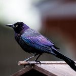 Symbolic Grackle Meaning and Messages