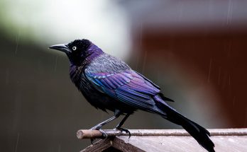 Symbolic Grackle Meaning and Messages