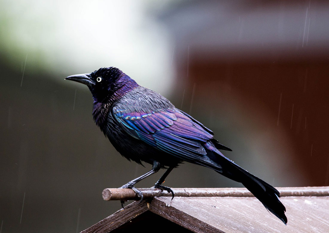 Symbolic Grackle Meaning and Messages