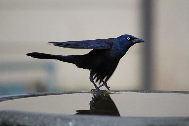 Symbolic Grackle Meaning and Messages