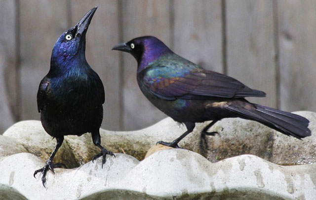 Symbolic Grackle Meaning and Messages