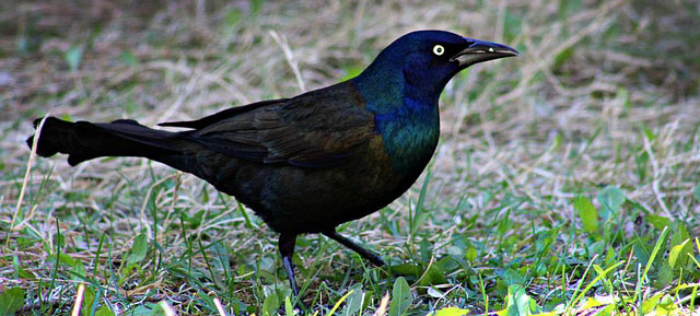 Symbolic Grackle Meaning and Messages