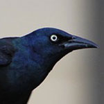 Symbolic Grackle Meaning and Messages