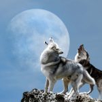 January Full Wolf Moon Meaning