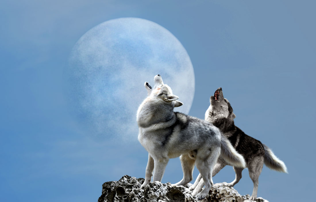 January Full Wolf Moon Meaning Symbolism of the Wolf Moon in January