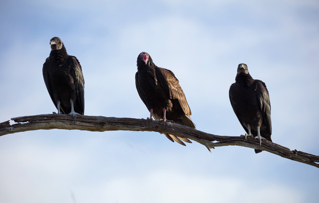 Native American Story About Buzzards and the Old Woman