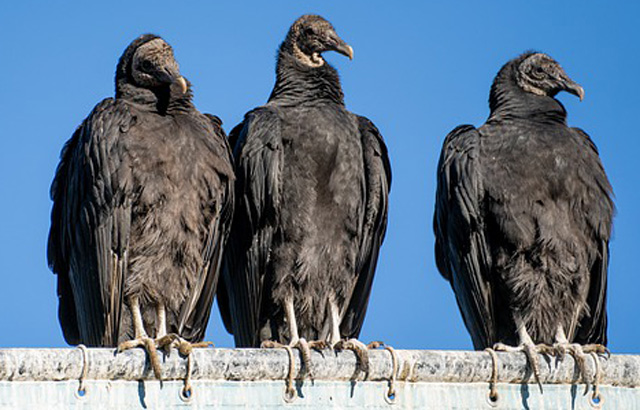 Native American Story About Buzzards and the Old Woman