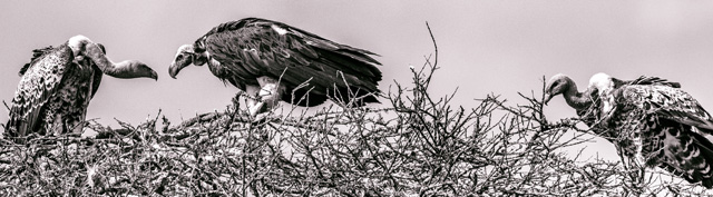 Native American Story About Buzzards and the Old Woman