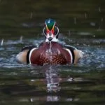 Duck Encounter Meaning