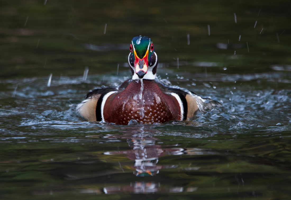 Duck Encounter Meaning