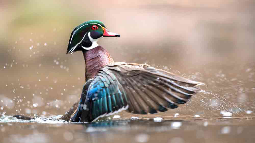 Symbolic Duck Meaning | Signs and Symbolism About Ducks | by Avia on  