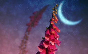 Full Flower Moon Meaning of May