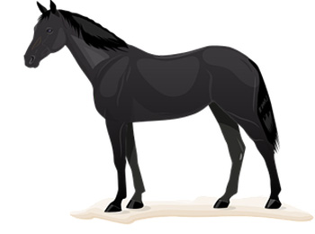 Horse Color Meanings
