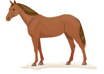 Horse Color Meanings