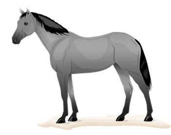 Horse Color Meanings