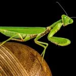 Praying Mantis Messages and Managing Stress