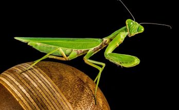 Praying Mantis Messages and Managing Stress
