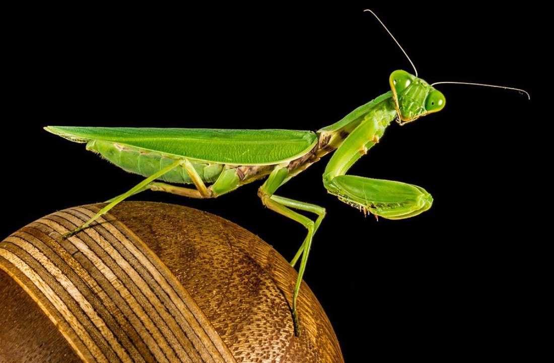 Praying Mantis Messages and Tips for Managing Stress.