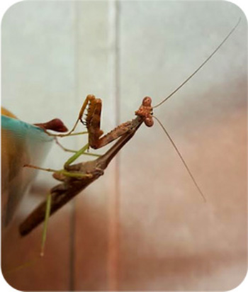 Praying Mantis Messages and Managing Stress