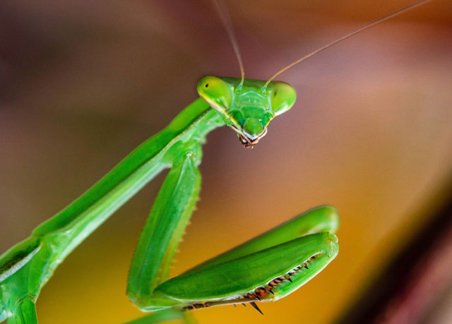 Praying Mantis Messages and Managing Stress