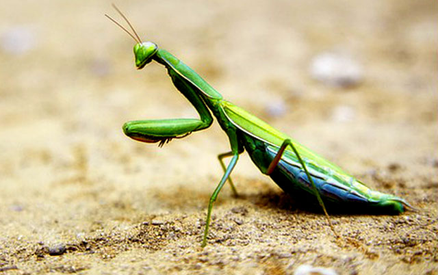 Praying Mantis Messages and Managing Stress